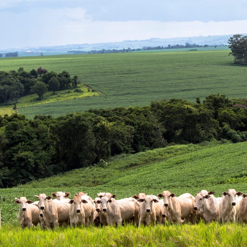 Herd of Nelore cattle grazing in a pasture